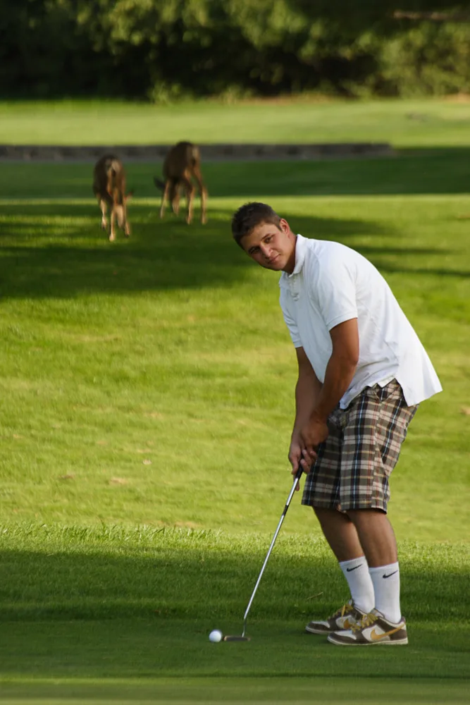 Golfer preparing a putt while deer stand beyond the green.