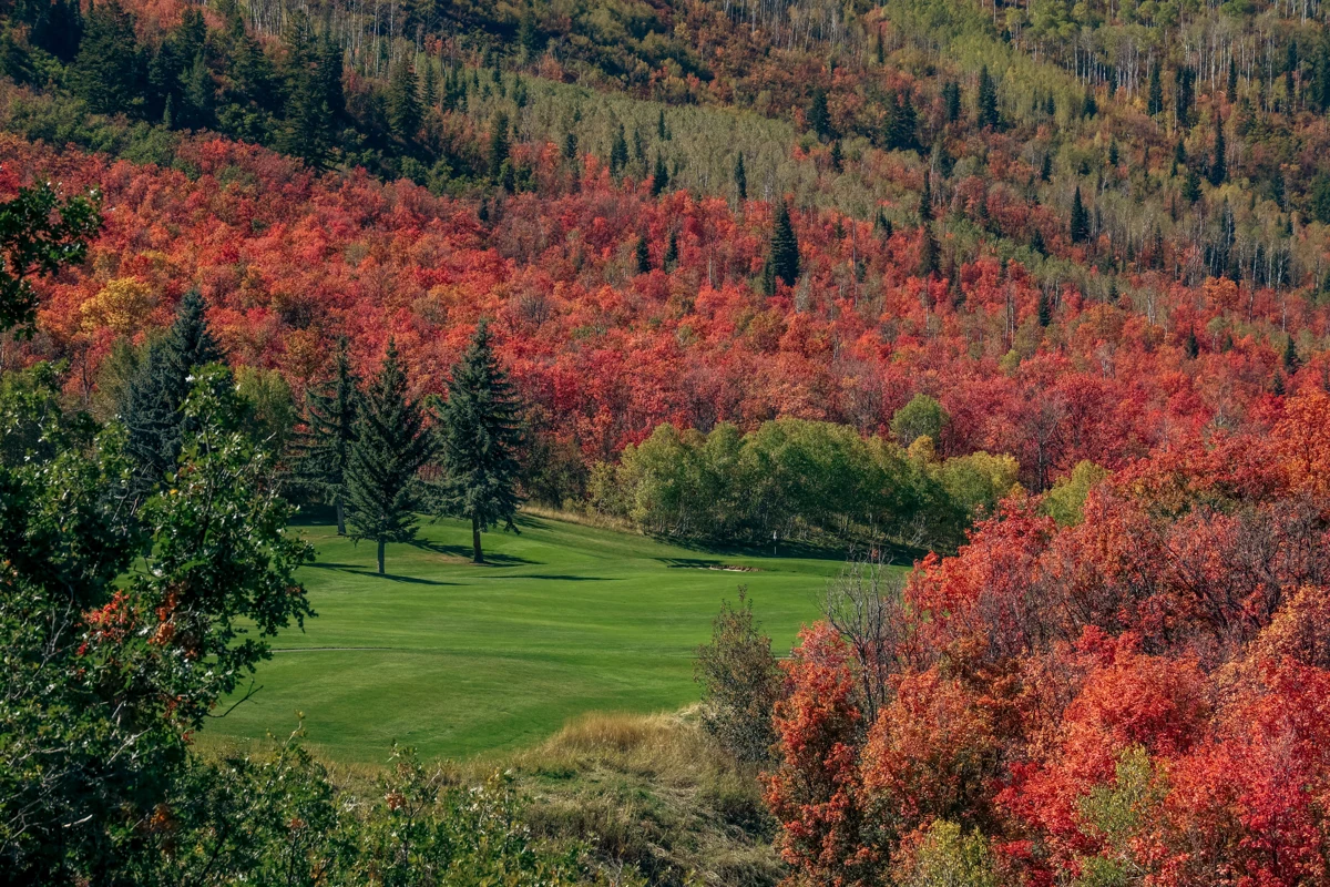A green surrounded by red and orange autumn trees at Wasatch Mountain Golf Course.