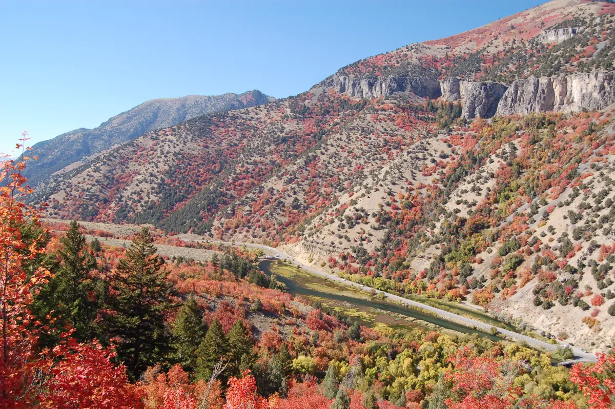 Autumn foliage beside the Logan River in Logan Canyon