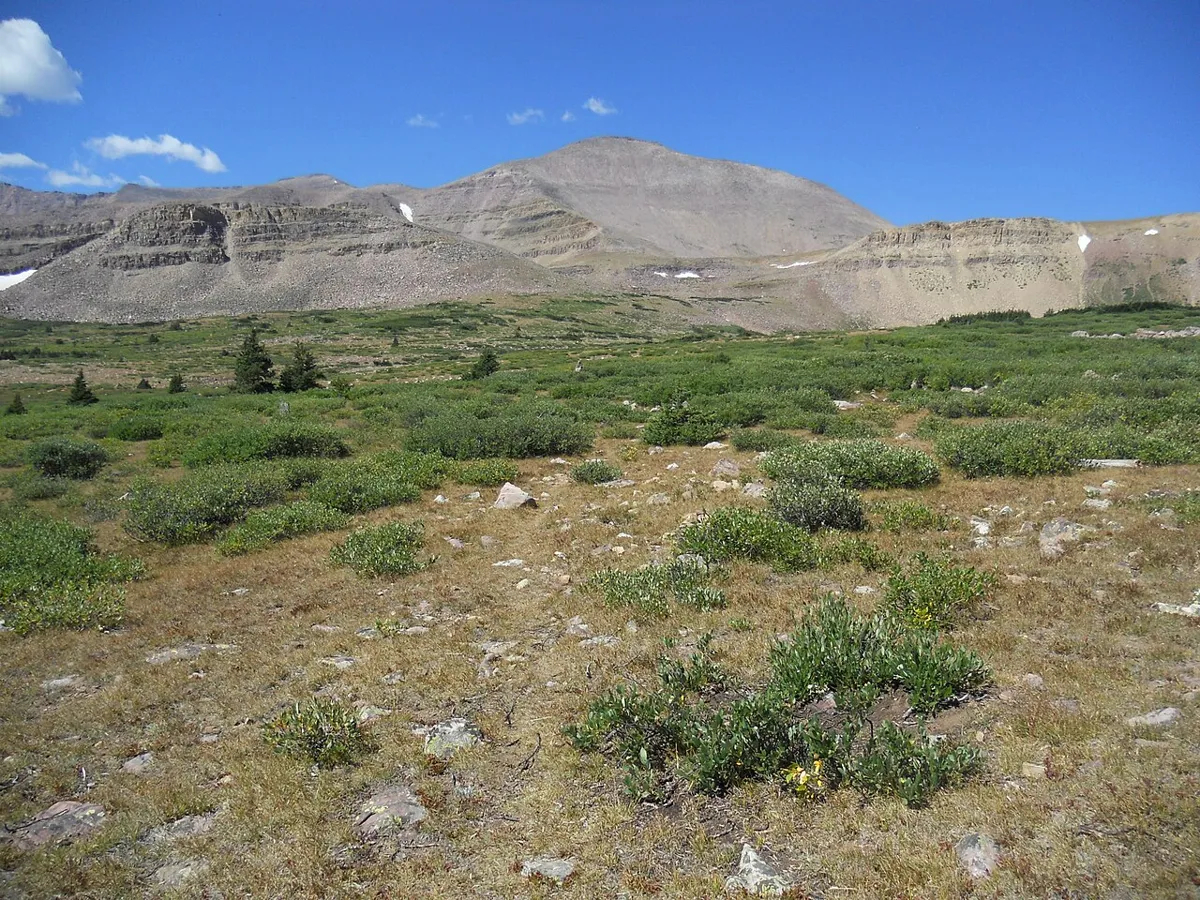 Kings Peak rising above a green alpine meadow in the Uinta Mountains