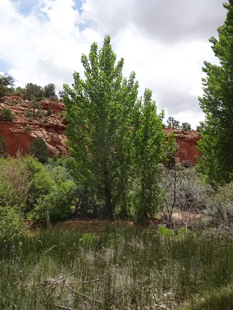 A green Fremont cottonwood tree beside red sandstone