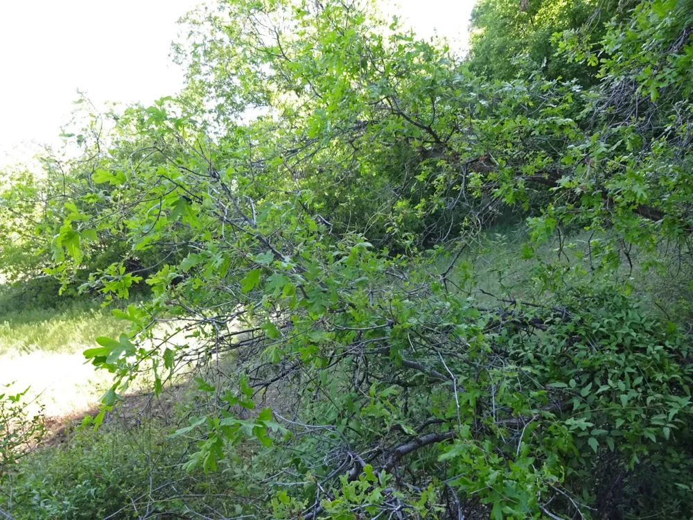 Leafy Gambel oak branches in a canyon