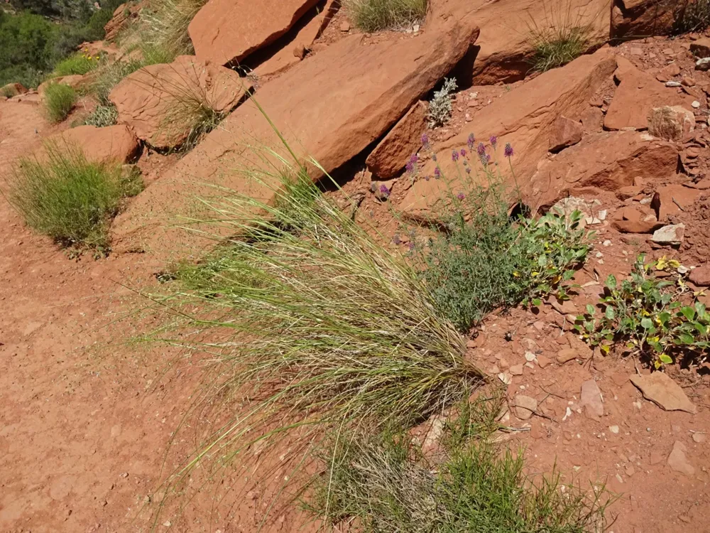 A tuft of Indian ricegrass with airy seed heads beside red sandstone