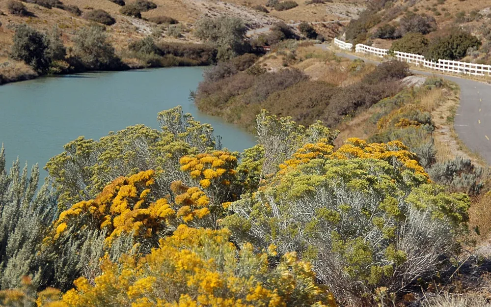 Yellow-flowering rubber rabbitbrush above the Jordan River
