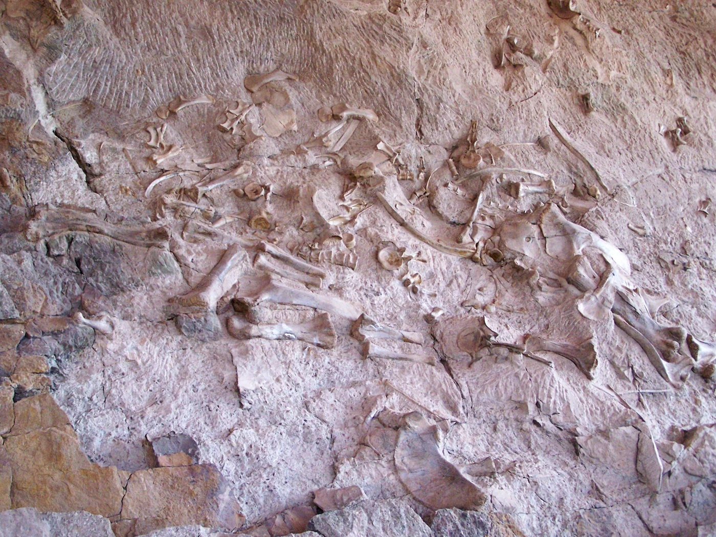 Numerous dinosaur bones are exposed together across a sloping wall of quarry rock.