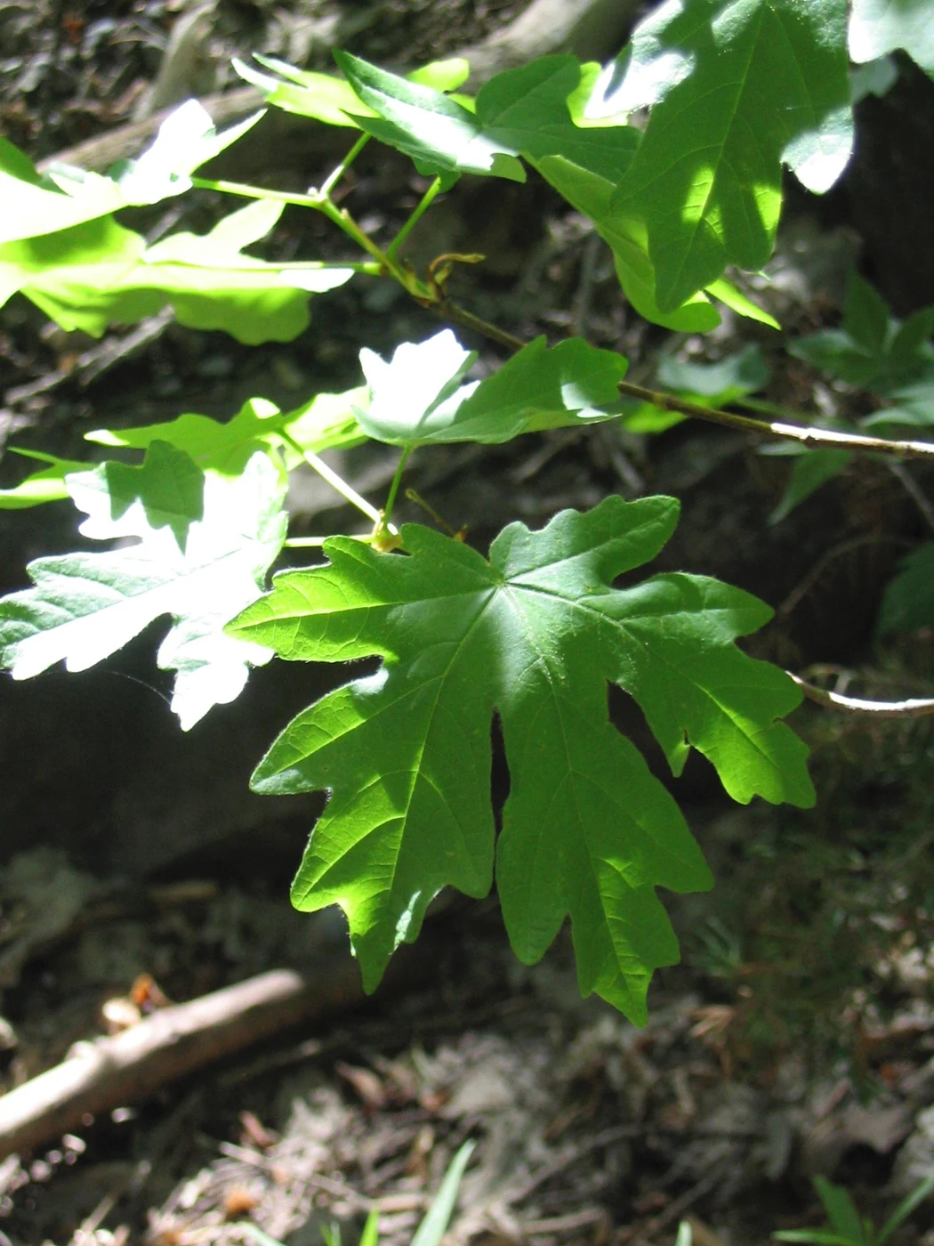 Bright green, lobed bigtooth-maple leaves grow in a leafy canyon setting.