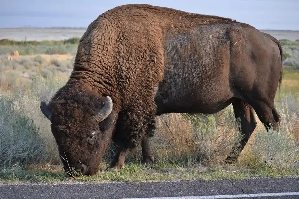 A bison grazing among grasses and shrubs at Antelope Island
