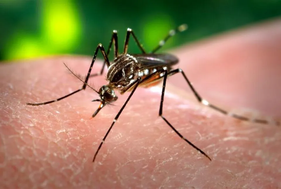 An Aedes aegypti mosquito, the yellow fever mosquito, on human skin