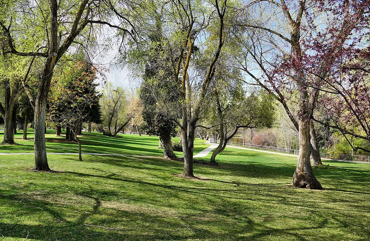 A tree-lined lawn at Layton Commons Park