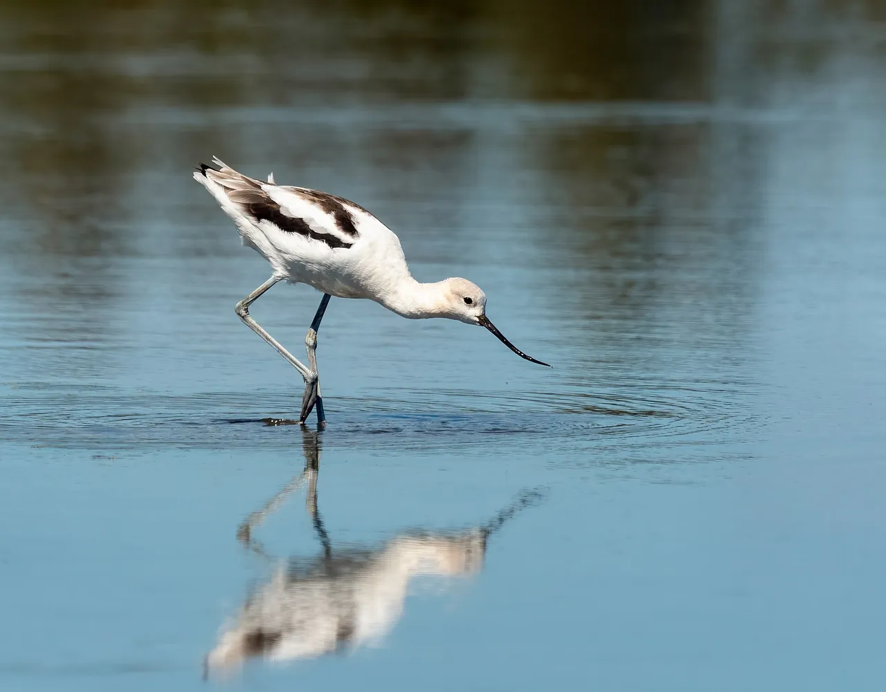 American avocet wading in shallow water with its upturned bill