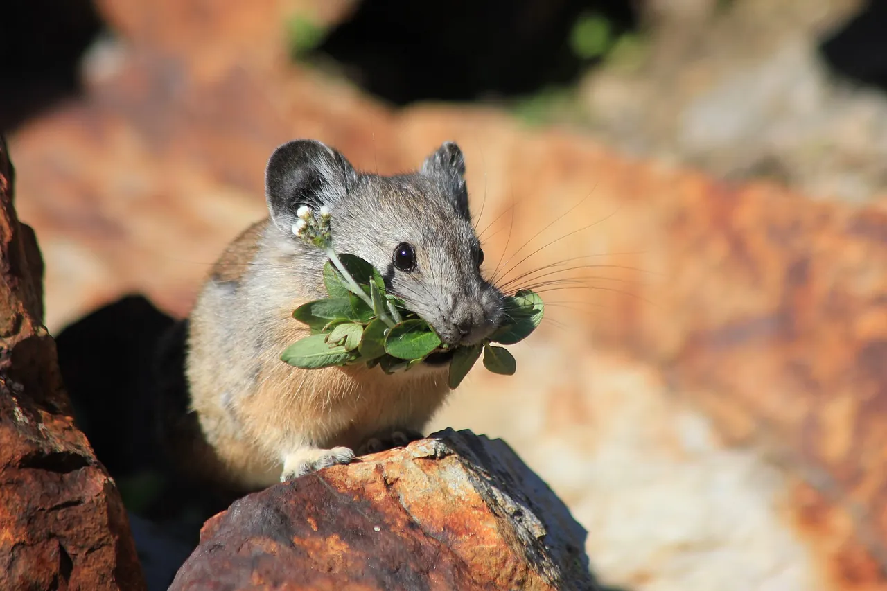 American pika on a rock holding a mouthful of green plants