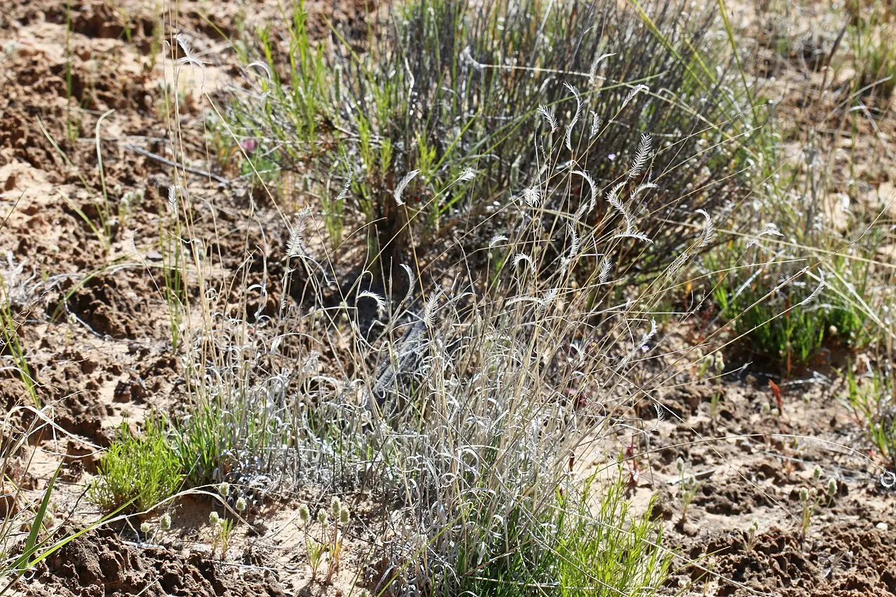 A clump of blue grama grass in Kane County, Utah