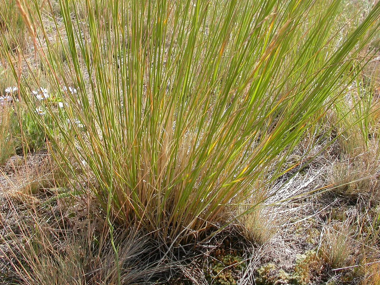 A clump of bluebunch wheatgrass on a dry slope