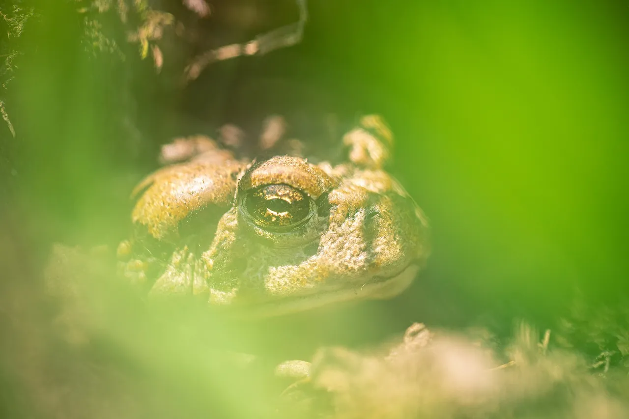 A western (boreal) toad looking out through blurred green vegetation