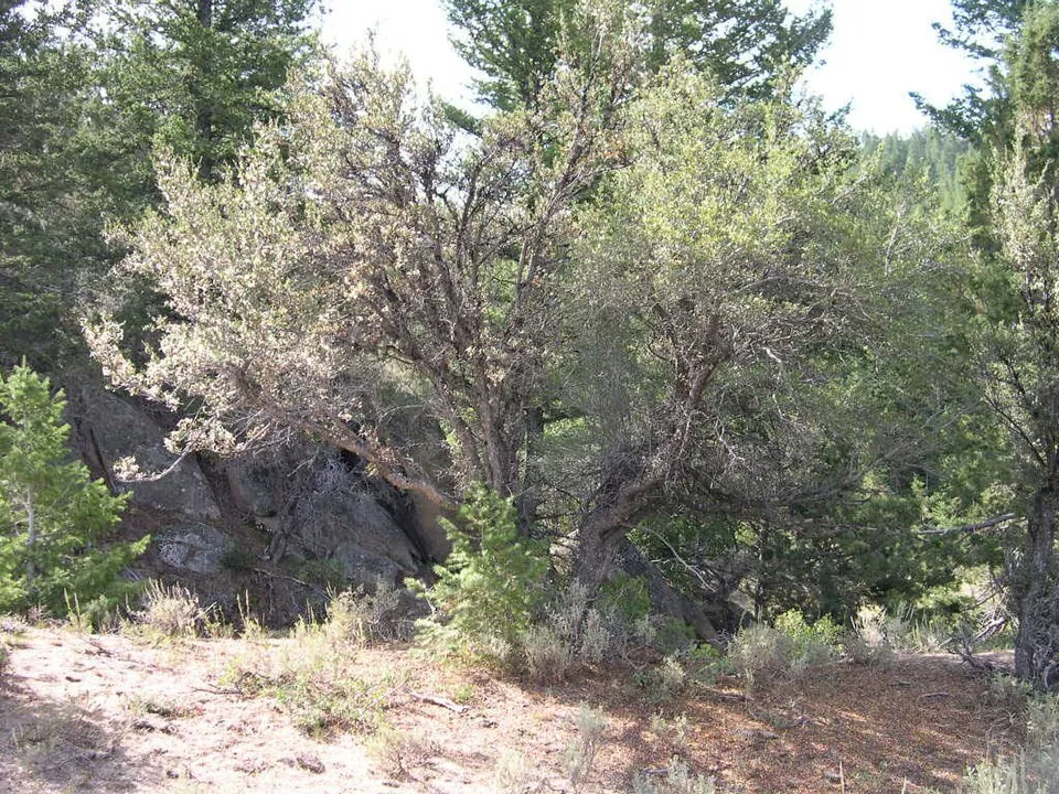 Curl-leaf mountain mahogany shrub in open woodland
