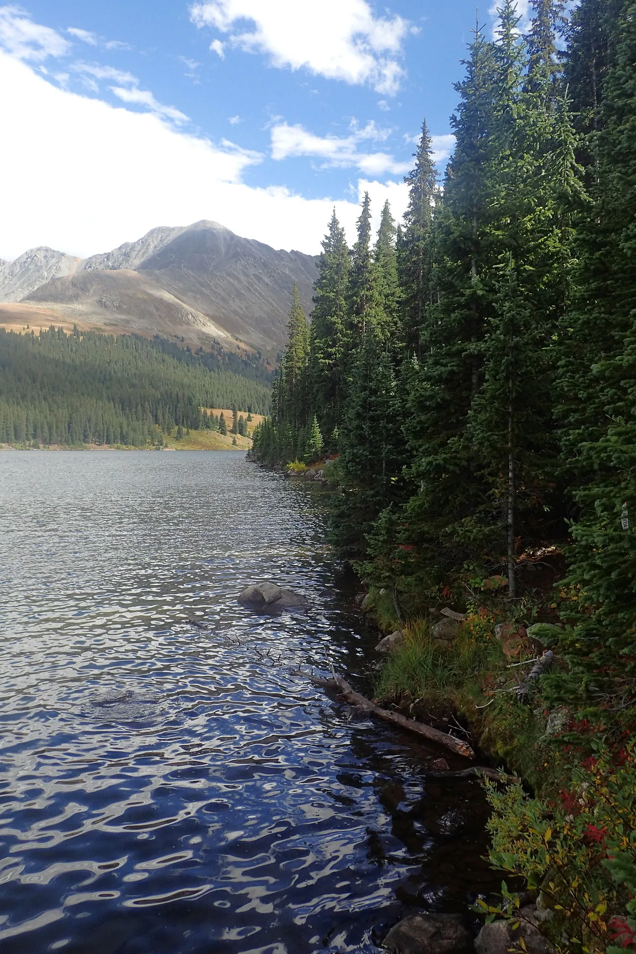 Engelmann spruce along a mountain reservoir shoreline