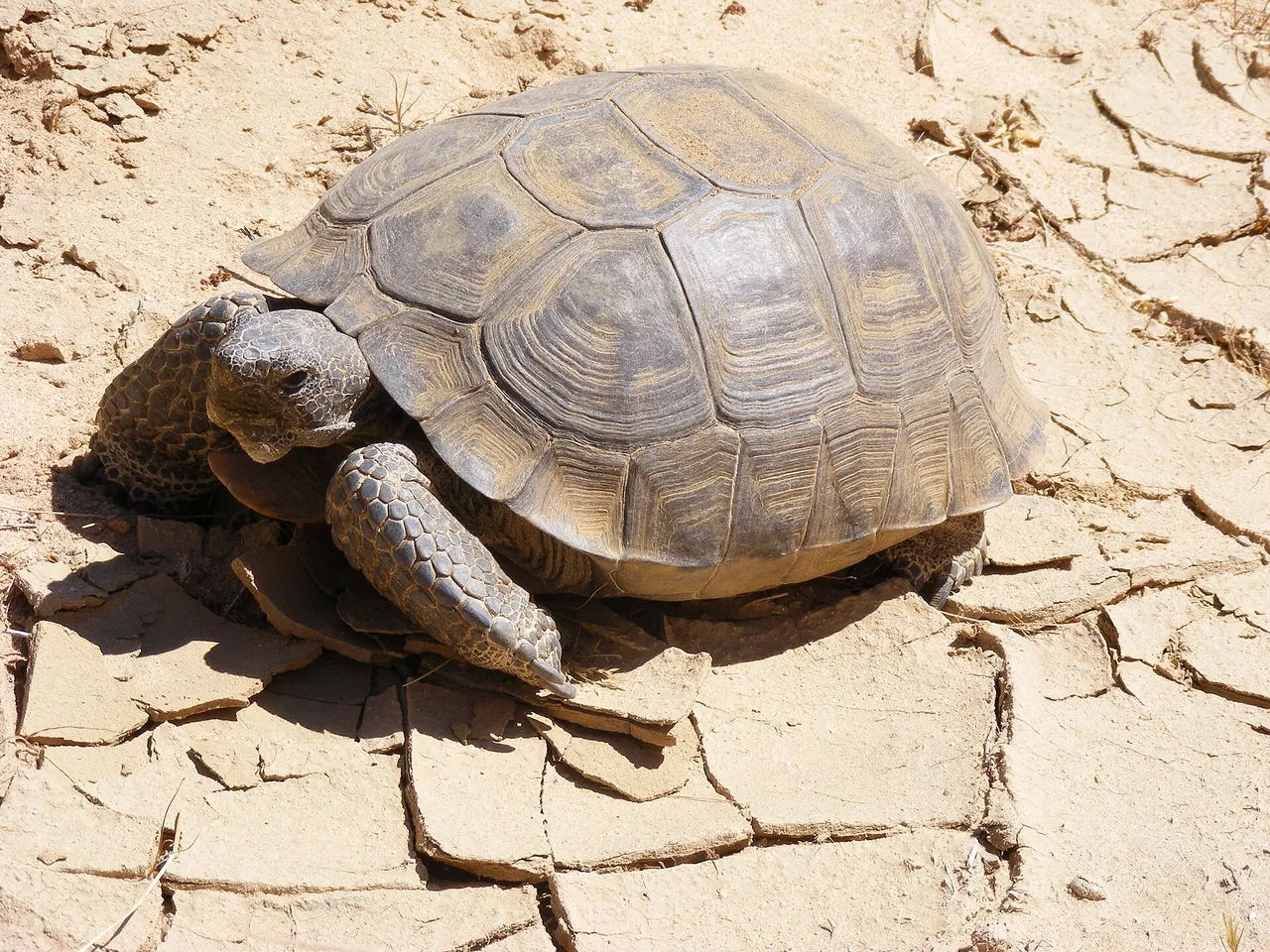 A Mojave desert tortoise on dry cracked ground