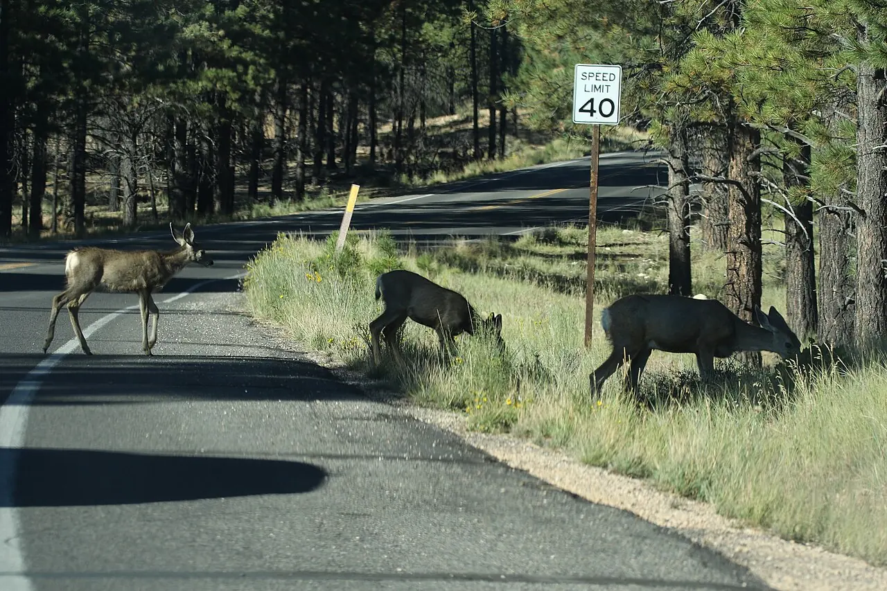 Mule deer beside and crossing a paved road at Bryce Canyon
