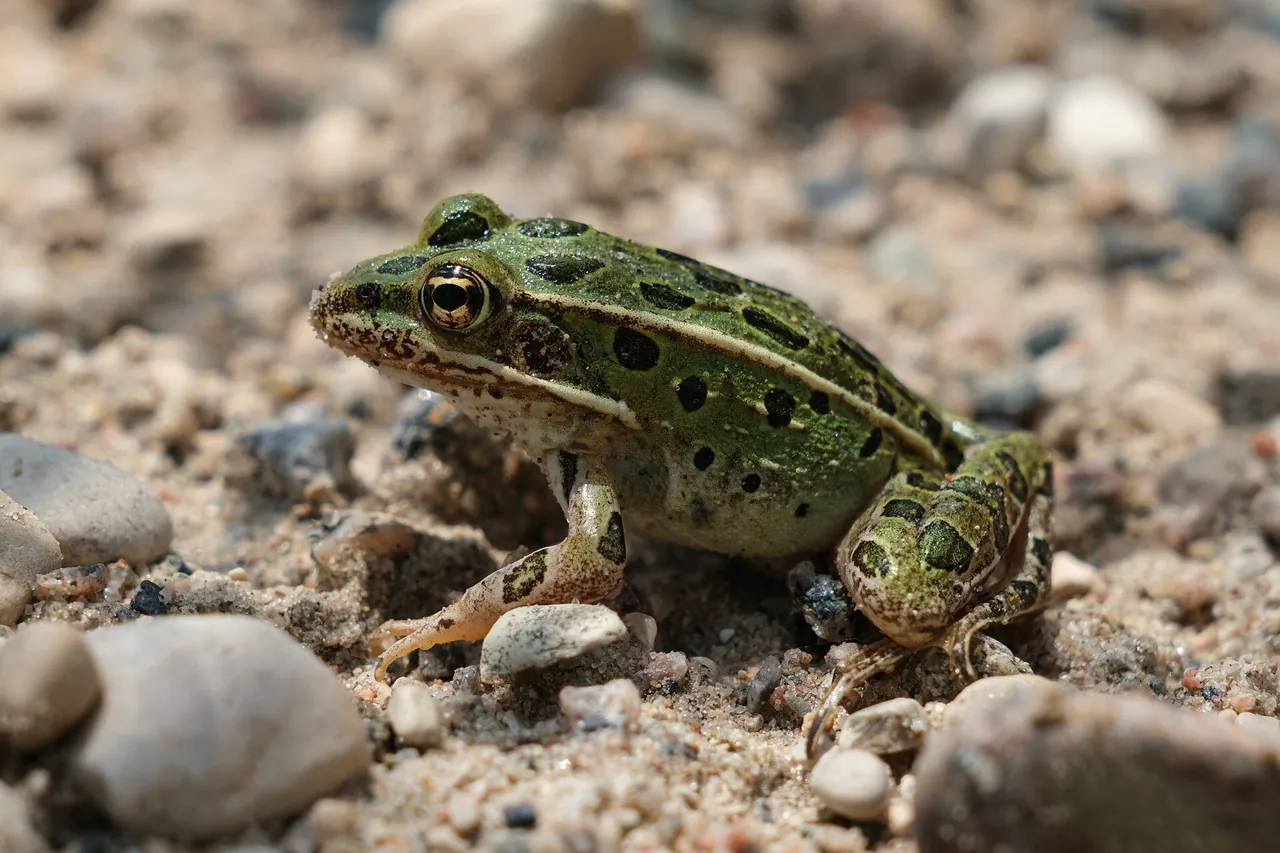 A northern leopard frog on gravelly ground