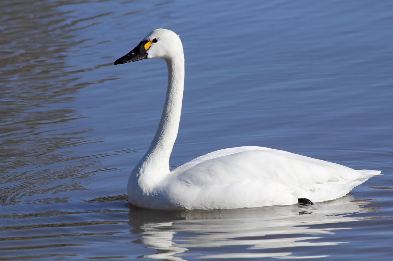 A tundra swan floating on blue water