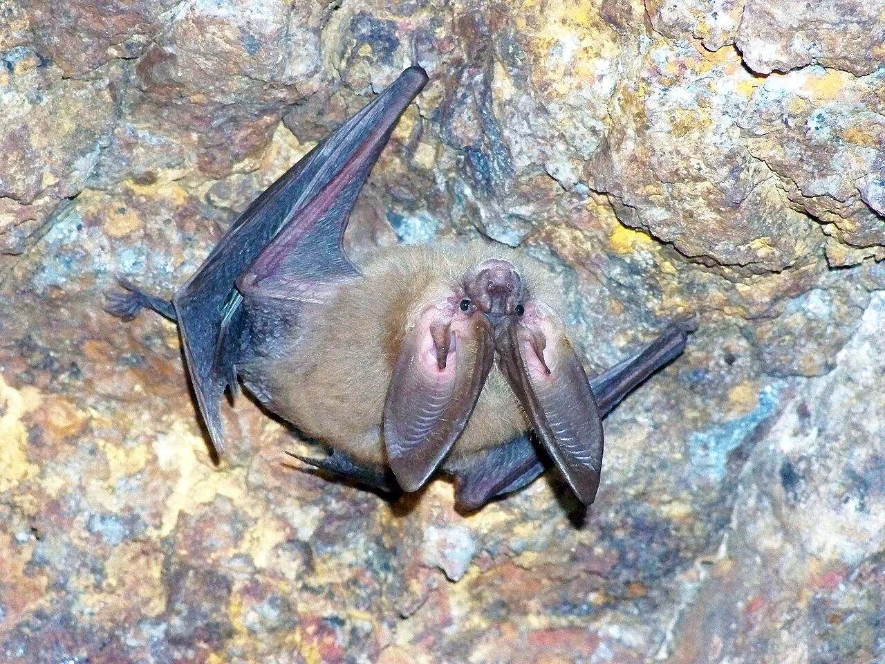 A Townsend’s big-eared bat hanging from rock