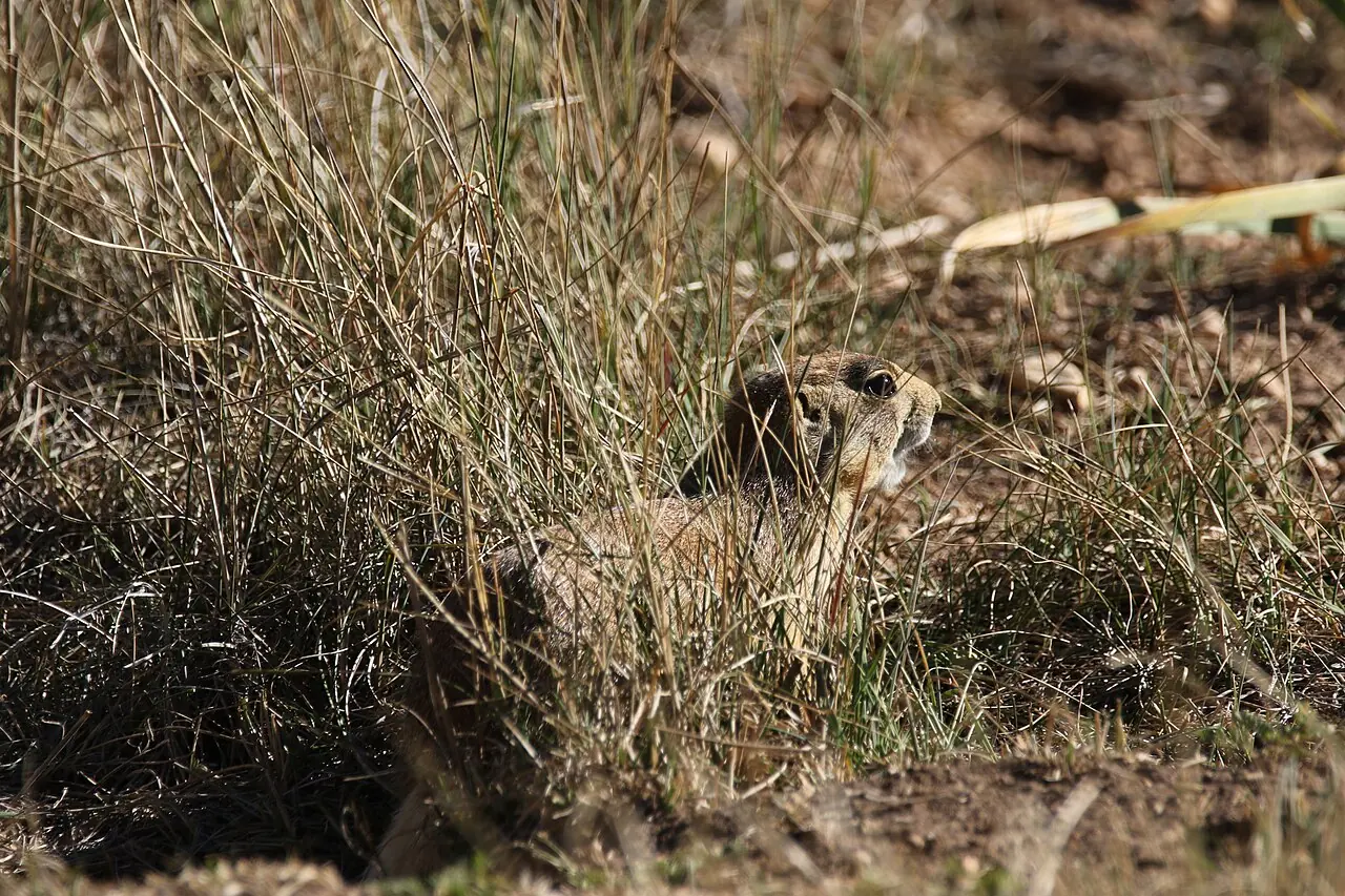 A Utah prairie dog among grasses at Bryce Canyon