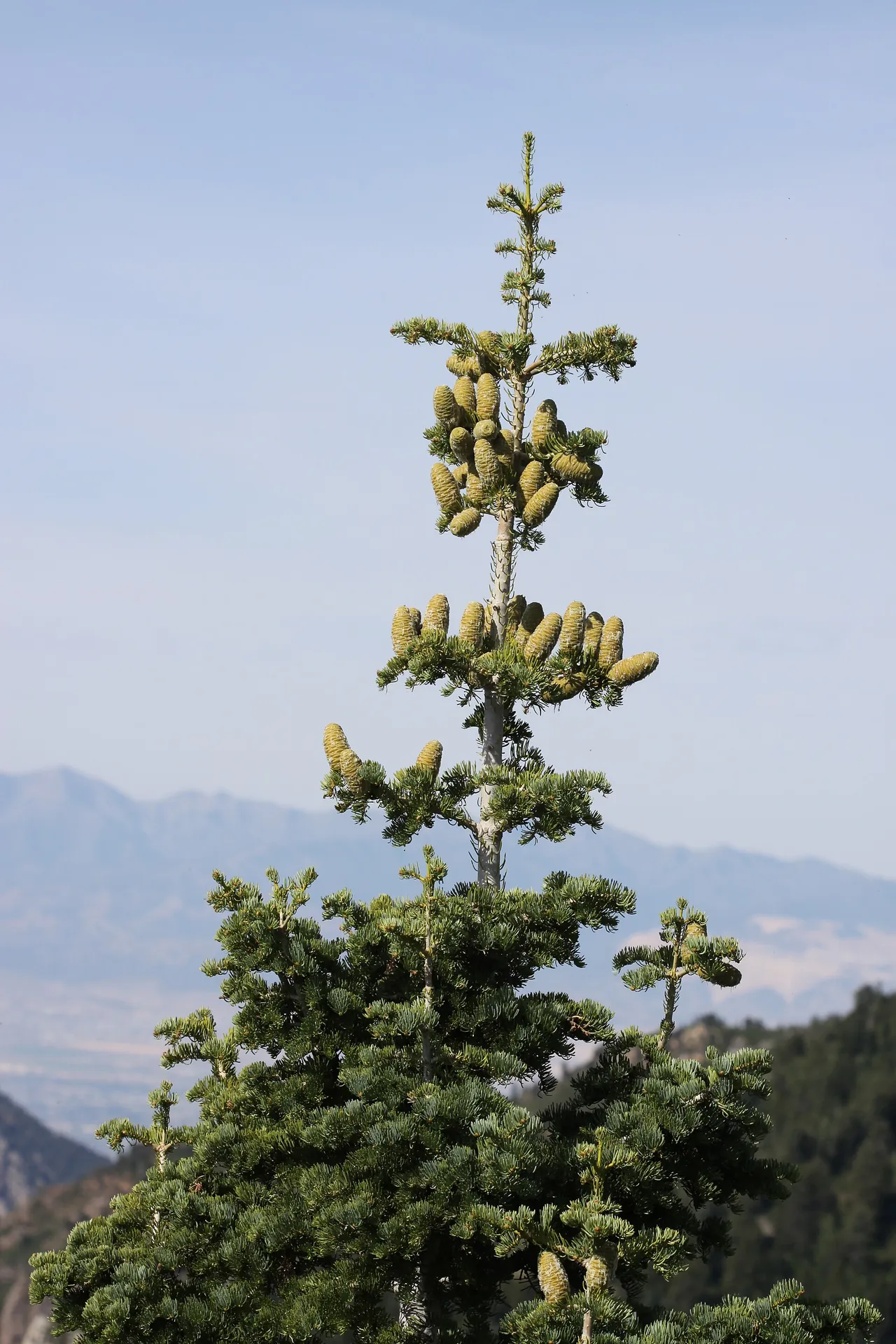 The crown of a white fir in Big Cottonwood Canyon