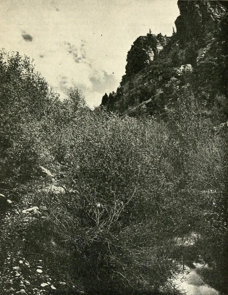 Historic photograph of City Creek Canyon near Salt Lake City, published in 1916.