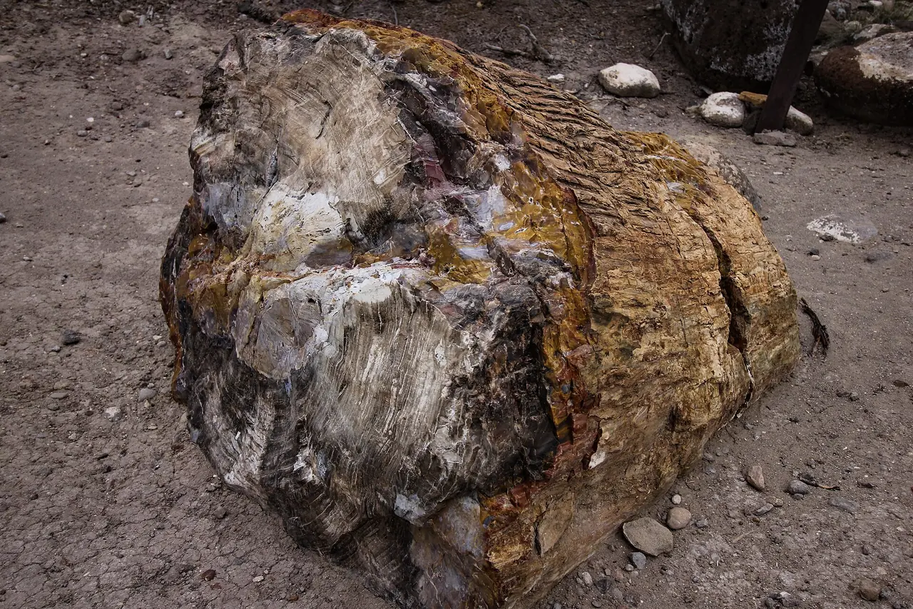 Colorful logs of petrified wood lying on the hillside at Escalante Petrified Forest State Park